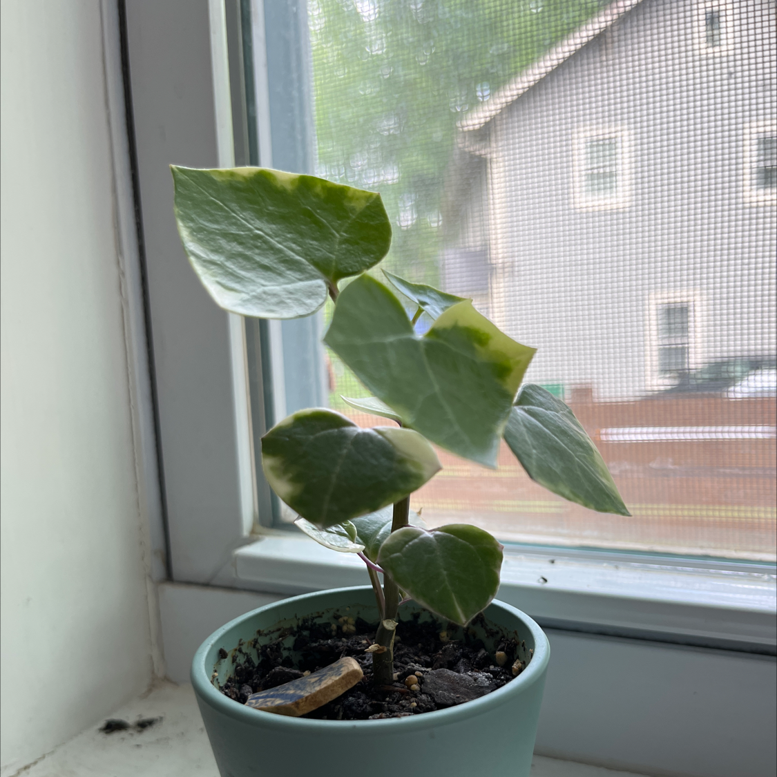 Variegated Wax Ivy plant in a pot on a windowsill, showing healthy variegated leaves.