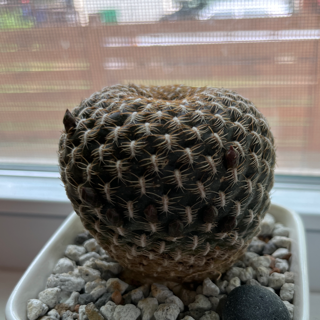 Photo of the plant species Rebutia arenacea by @MonkeyMask named Crown Cactus on Greg, the plant care app