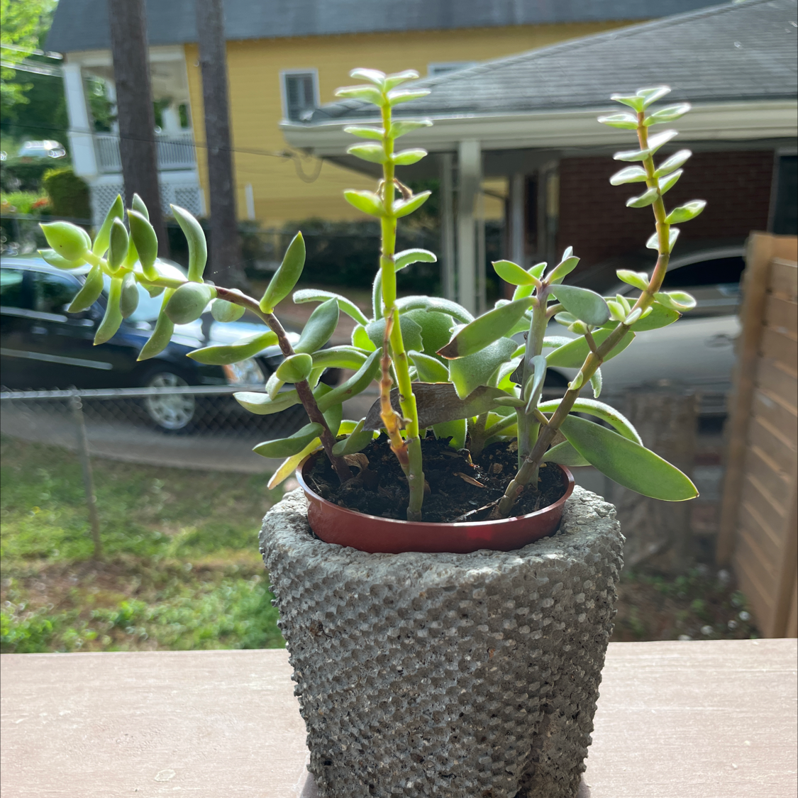 Healthy succulent plant in a textured pot with green leaves.