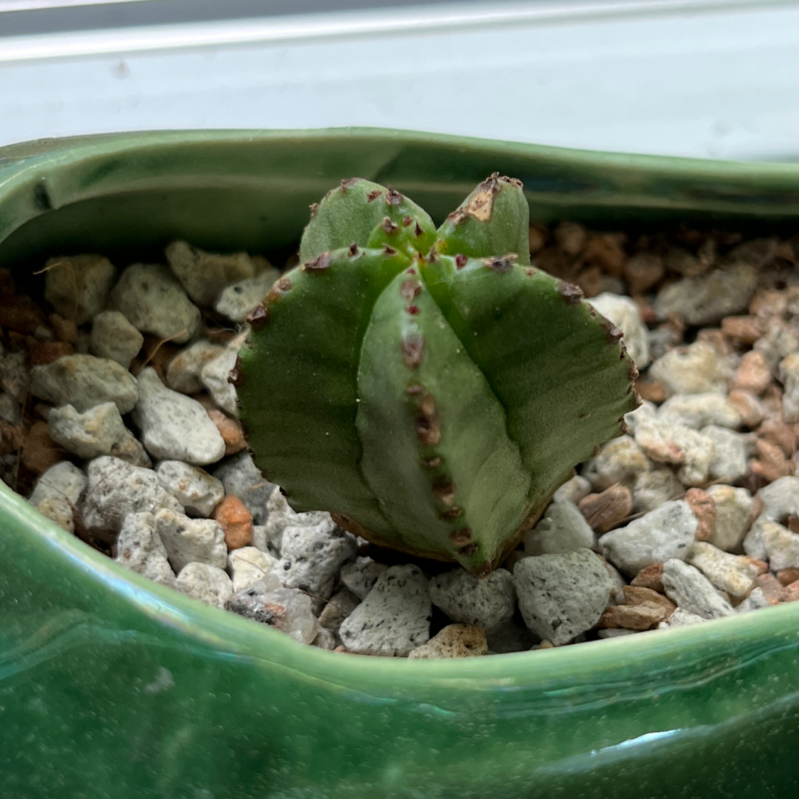 Your plant