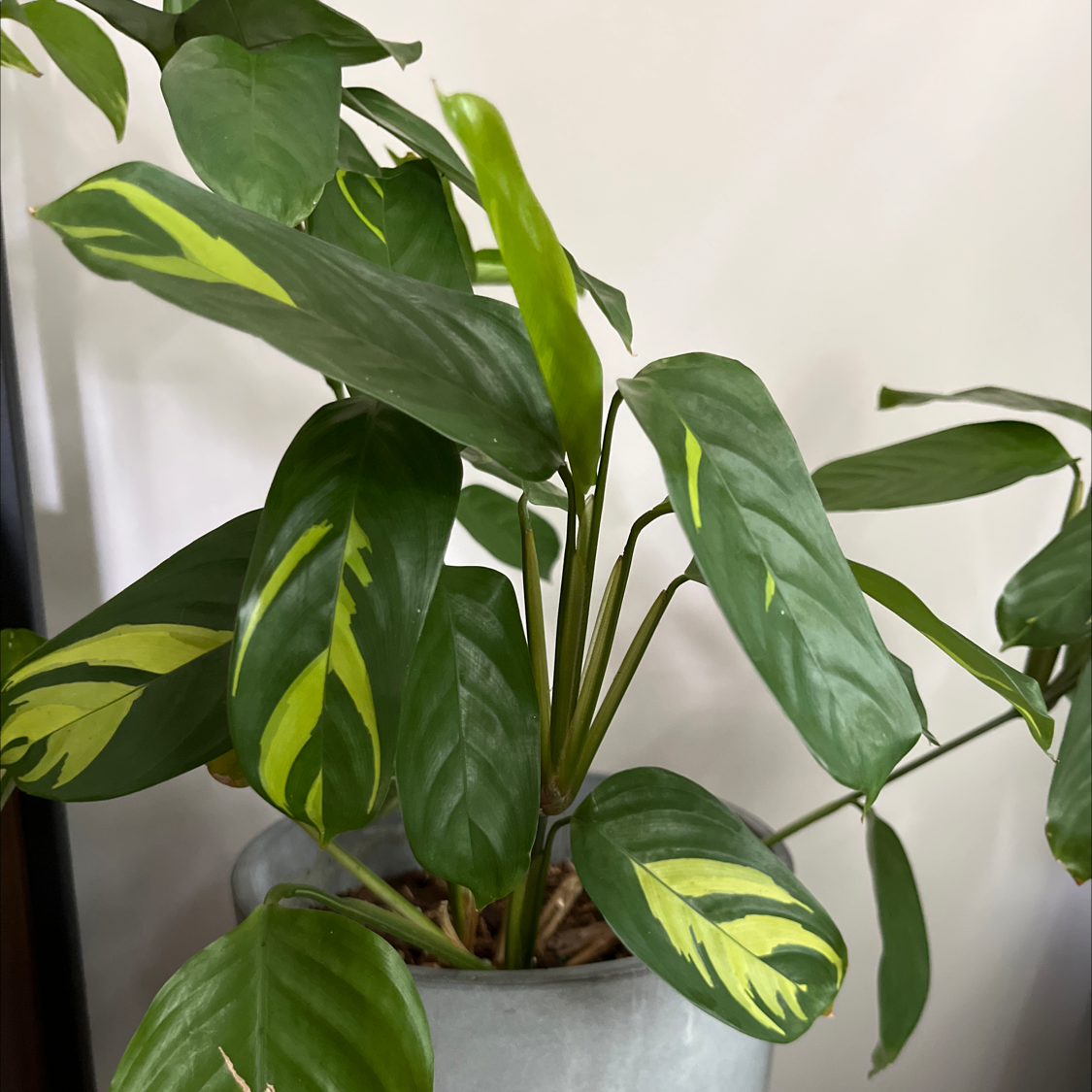 Photo of the plant species Bamburanta Plant by @MonkeyMask named Tropicalia on Greg, the plant care app