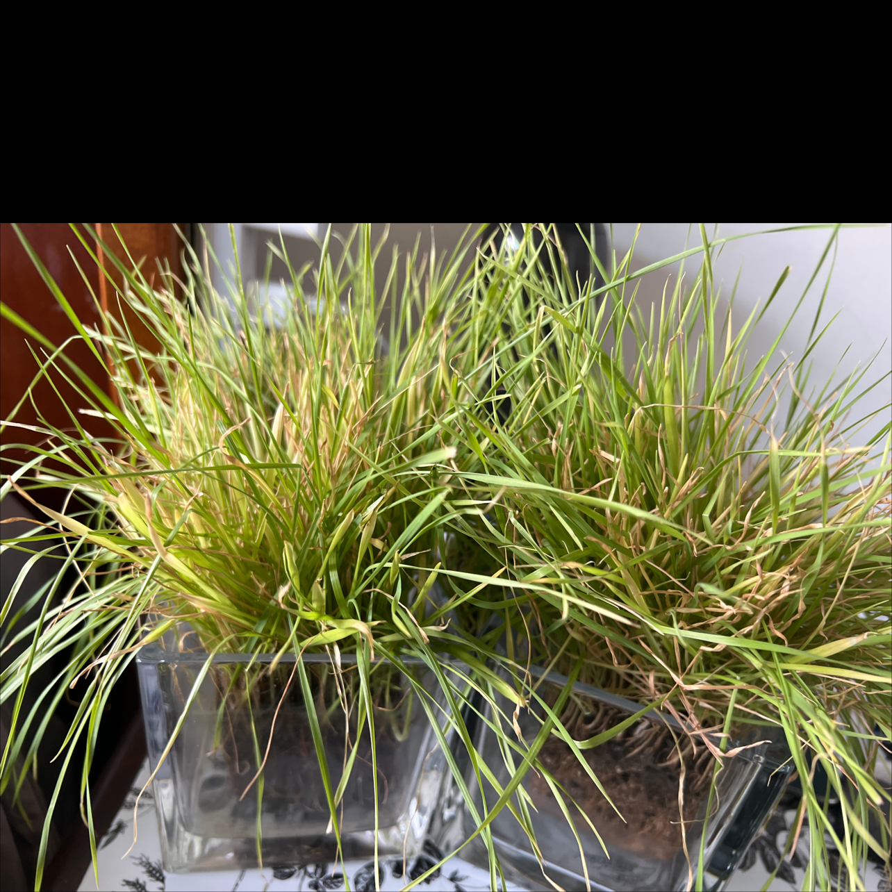 Photo of the plant species Zumula Cat Grass by @UberWodyetia named Tree Diddy on Greg, the plant care app