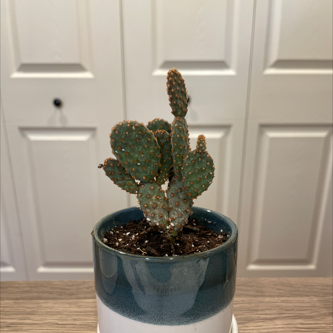 Bakersfield Beavertail Cactus in a pot, healthy and well-framed.