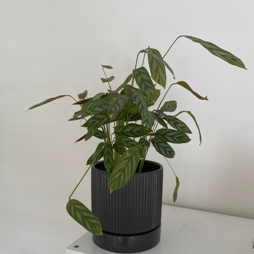 Photo of the plant species Never Never Plant by @VocalTawa named Mando on Greg, the plant care app