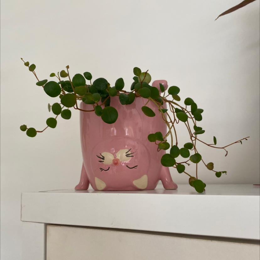 Maidenhair Vine in a pink decorative pot on a white surface.