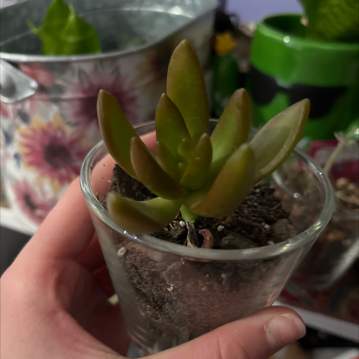 A healthy succulent plant in a glass container with soil, held by a hand.