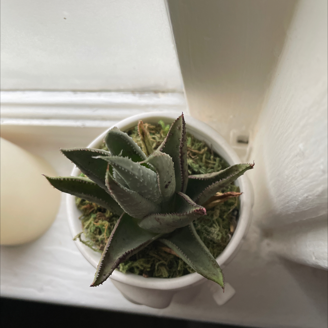 Top view of a healthy Coastal Agave plant in a white pot on a windowsill.