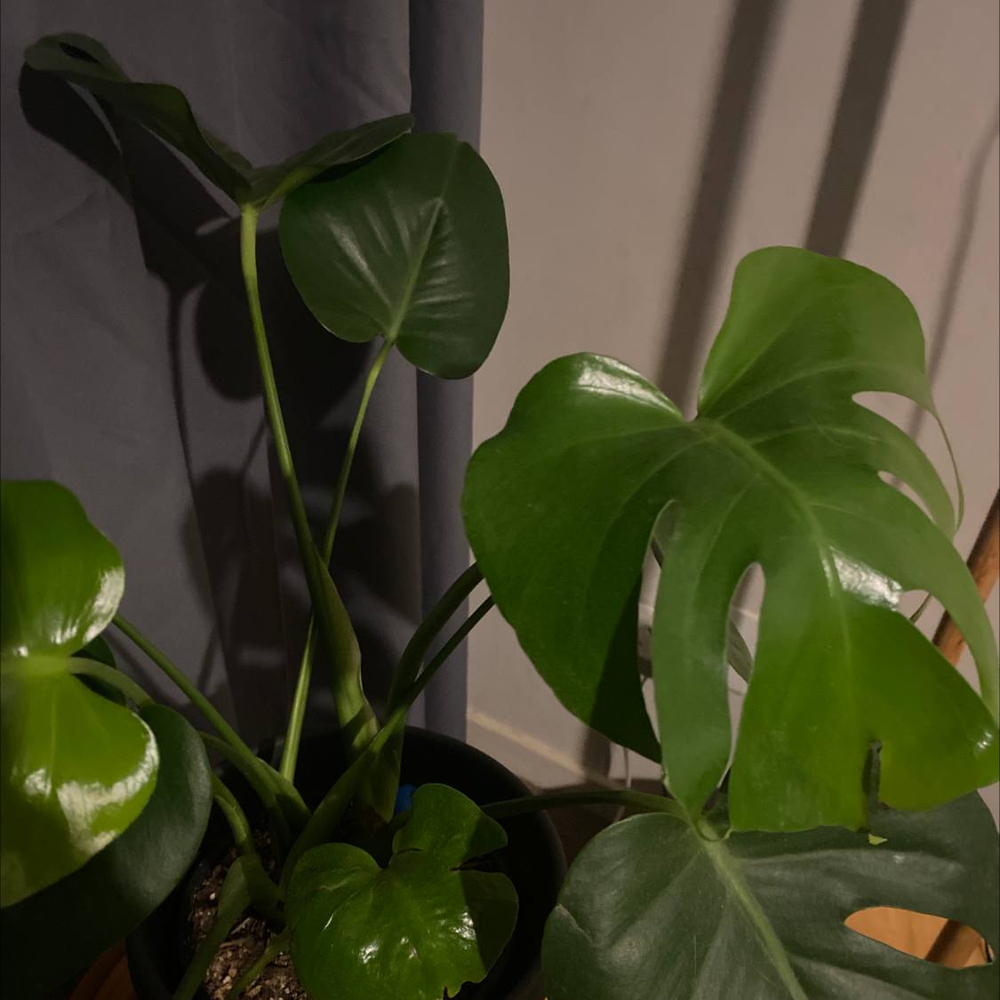 Monstera plant photo by @Thrivealive named Miemsie on Greg, the plant care app.