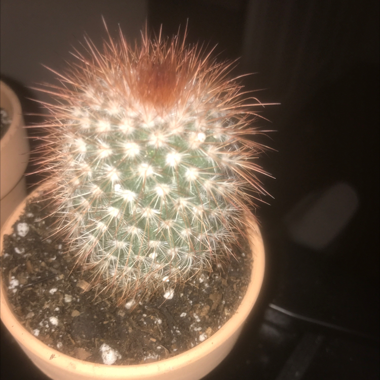 Close-up of a healthy, spherical Lace Hedgehog Cactus covered in thin white hair-like spines, well-framed against a dark background.