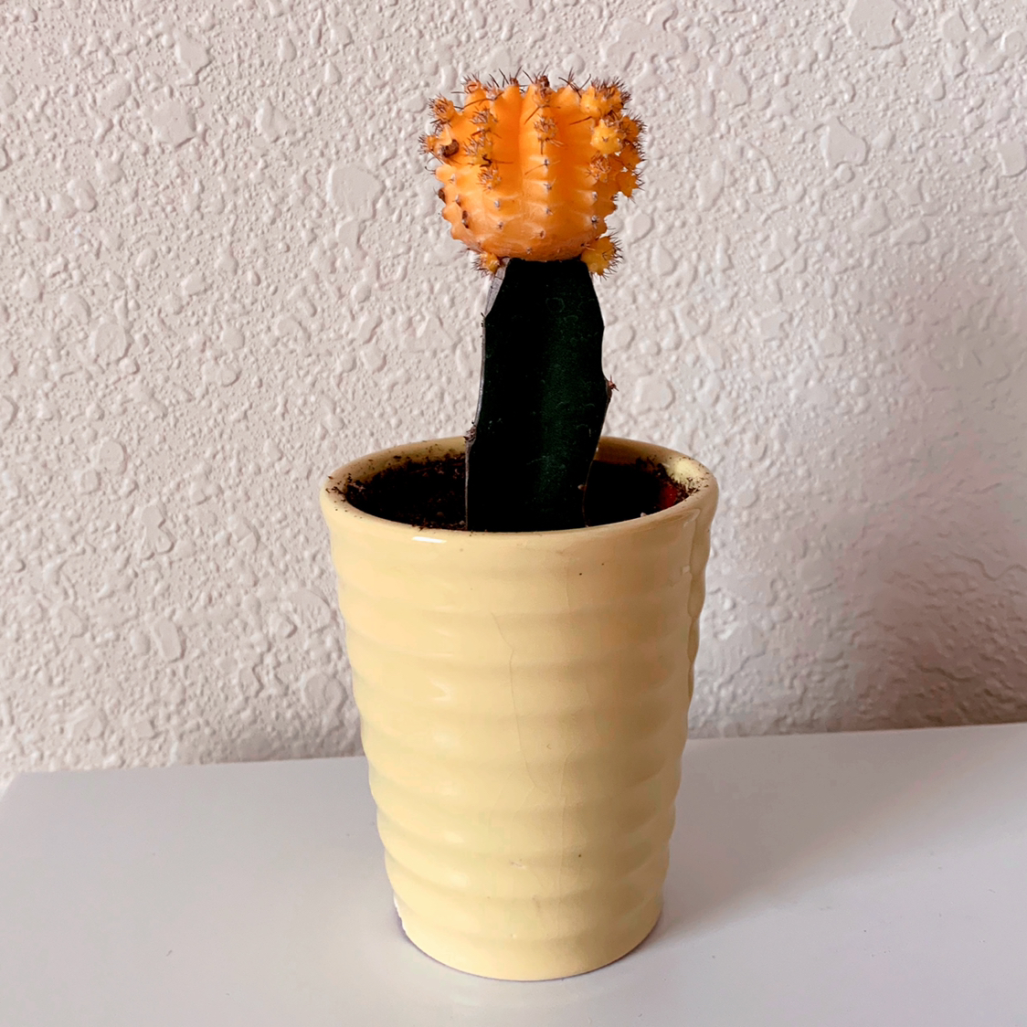 Moon Cactus plant photo by @kenadie.mathes named Prickles on Greg, the plant care app.