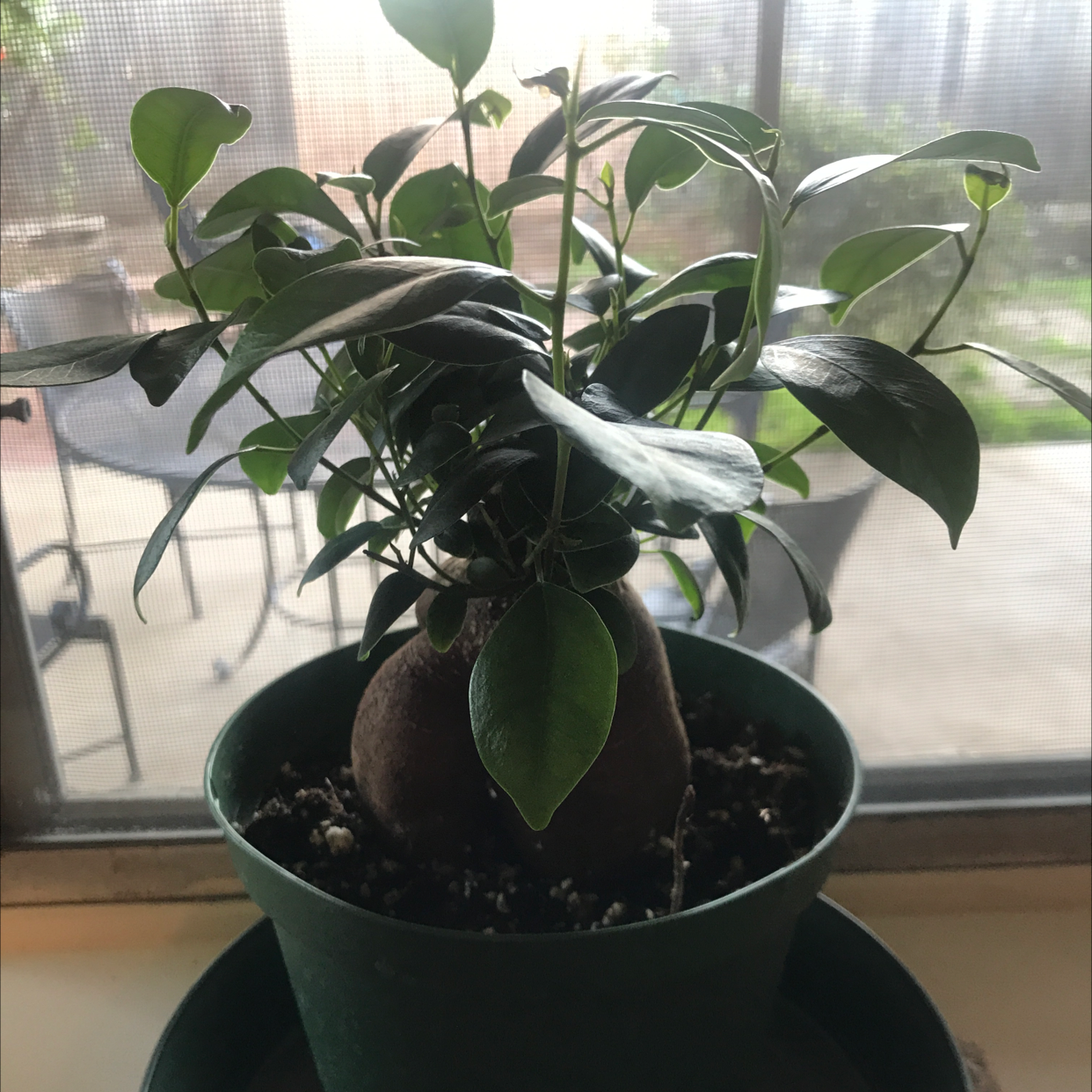Photo of the plant species Ficus Bonsai by @Chefgao named Eva on Greg, the plant care app