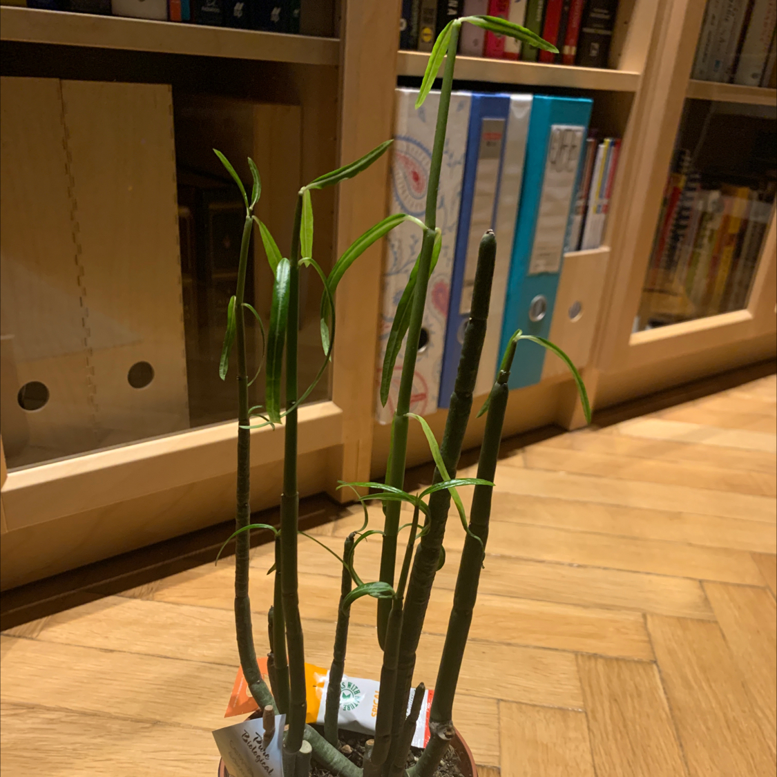 Photo of the plant species Ceropegia dichotoma by @FraternalCanna named Ceropegia on Greg, the plant care app
