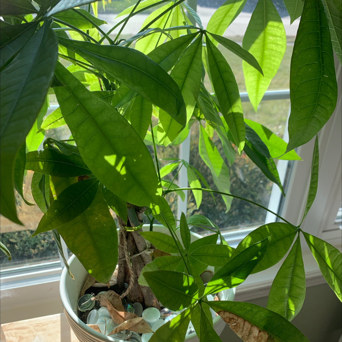 Money Tree plant photo by @SeaPearl named billy on Greg, the plant care app.