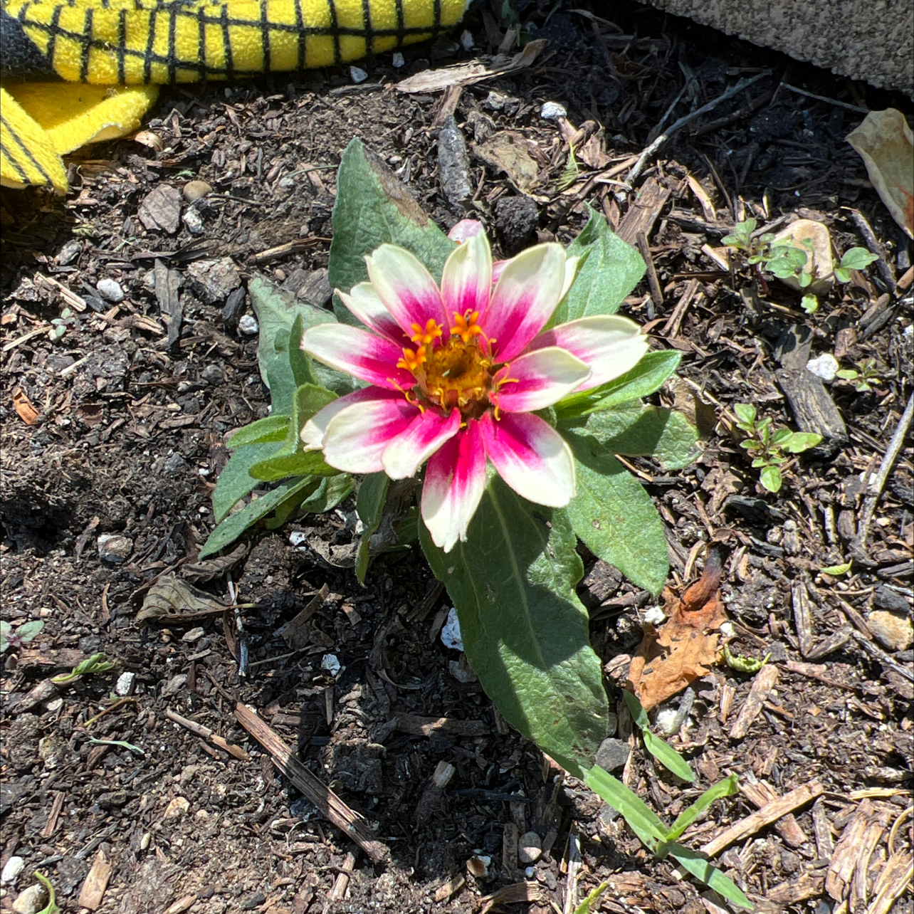 Flowering Treasureflower plant with pink and white petals, surrounded by green leaves in soil.