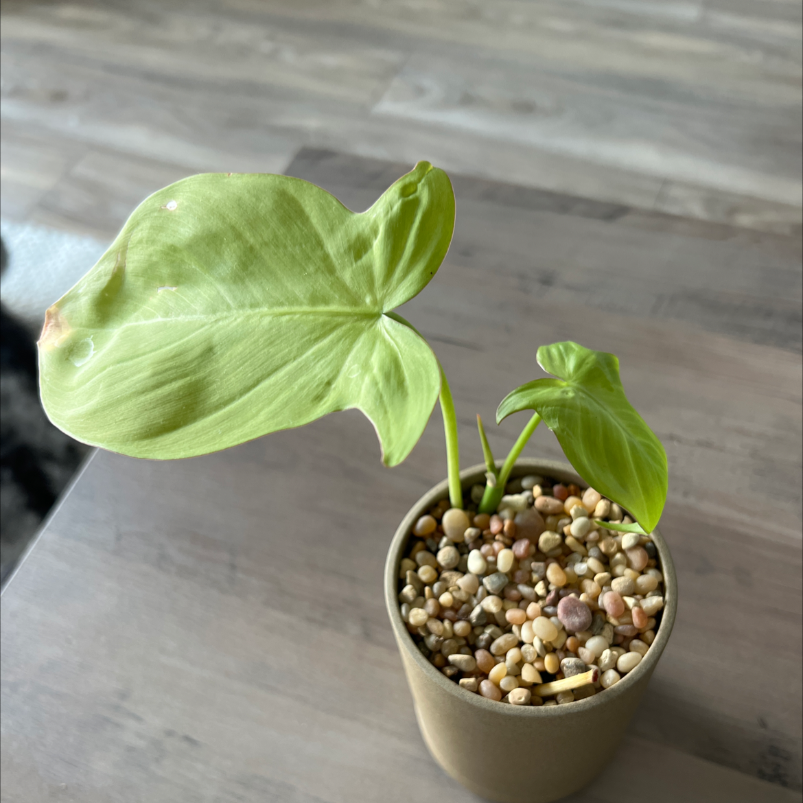 Camposportoanum Velvet Shield plant in a pot with light green leaves and visible soil.