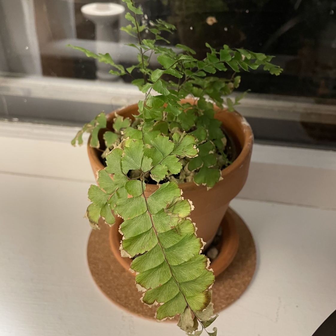 Maidenhair Fern in a terracotta pot with some browning leaves, placed on a coaster by a window.