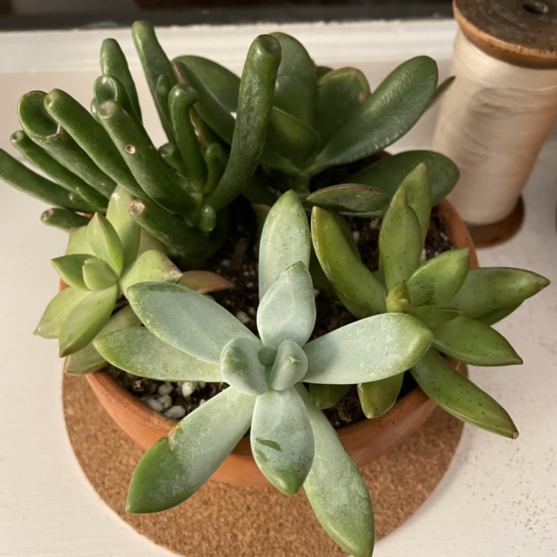 Potted Little Jewel succulent plant, healthy with visible soil.