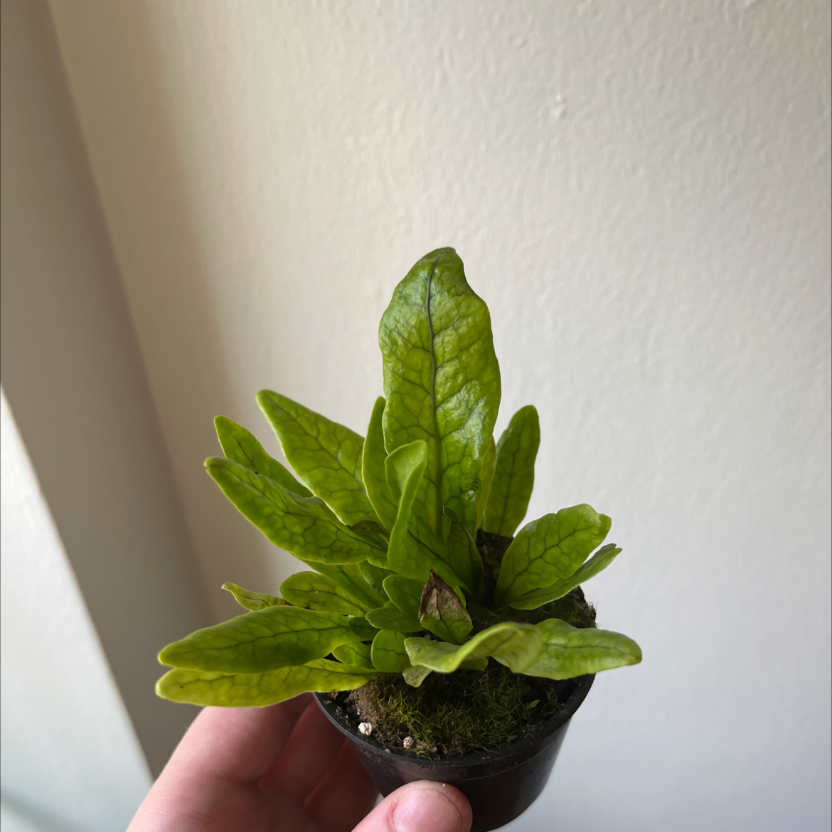 A healthy Crocodile Fern in a small pot held by a hand.