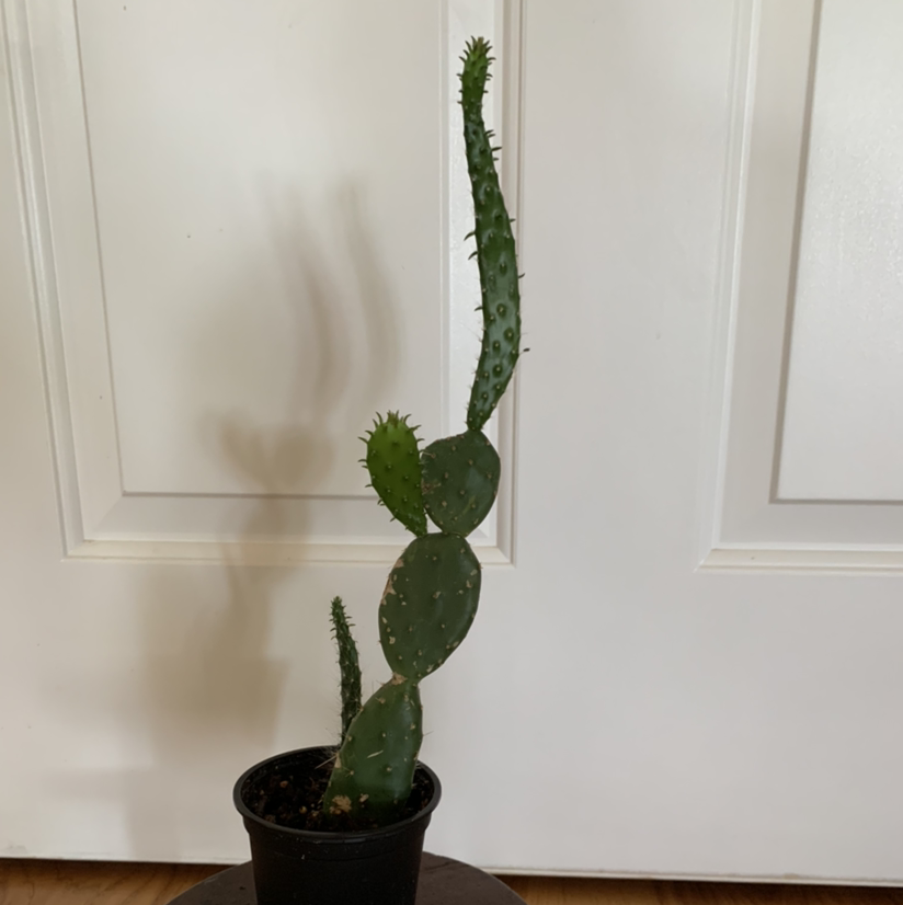 Potted Smooth Prickly Pear cactus with several pads against a plain door background.
