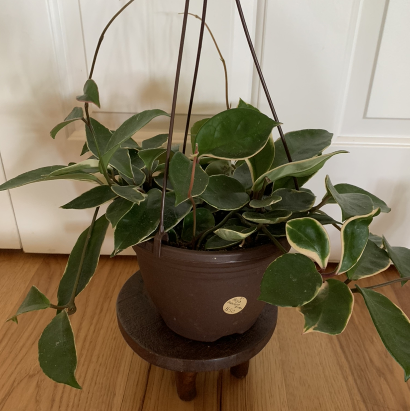 Hoya Carnosa Tricolor plant in a hanging pot with variegated green and white leaves.