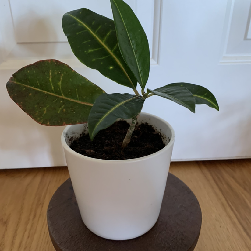 Gold Dust Croton plant in a white pot with some leaf discoloration.
