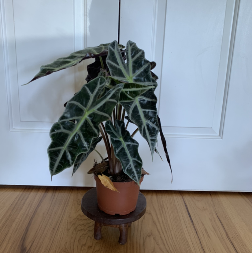 Alocasia Polly Plant in a pot with a yellowing leaf at the base.