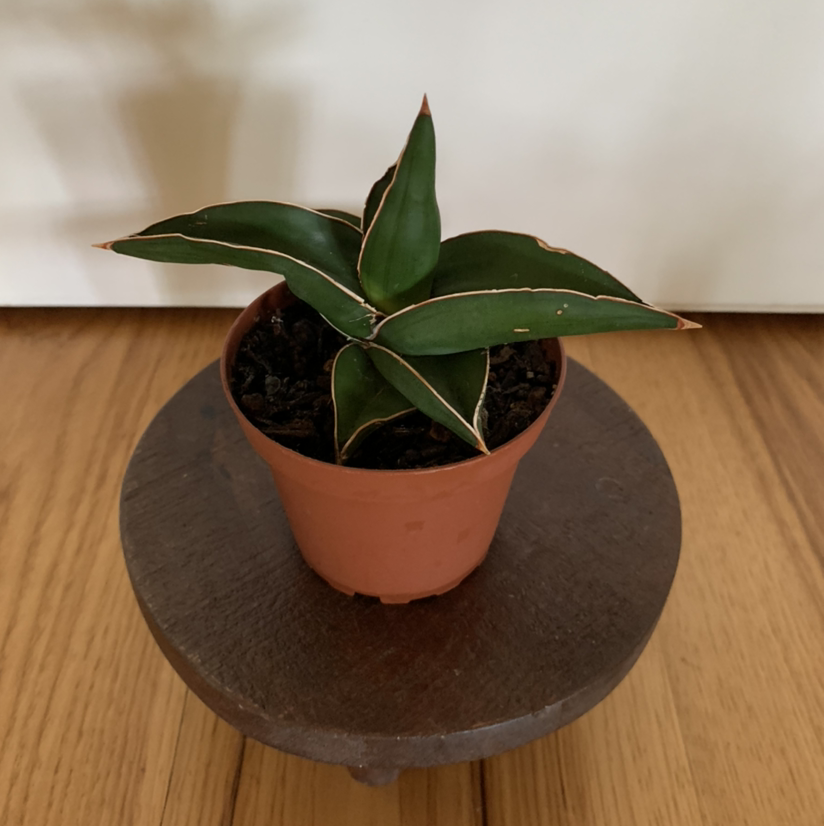 Samurai Dwarf Snake Plant in a small pot on a wooden surface.