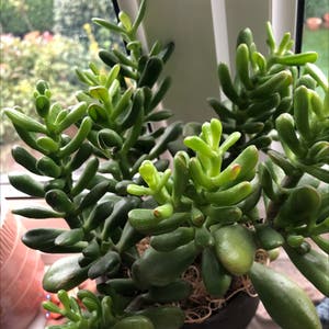 Jade plant photo by Stylishlentil named Your plant on Greg, the plant care app.