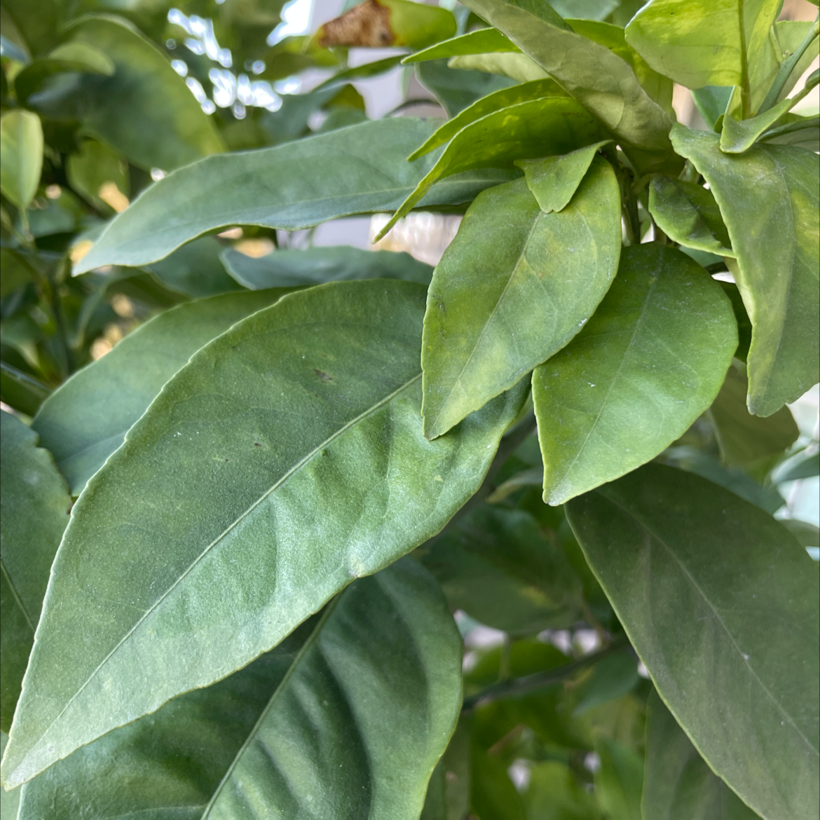 🍊 Your Pomelo's Light Requirements