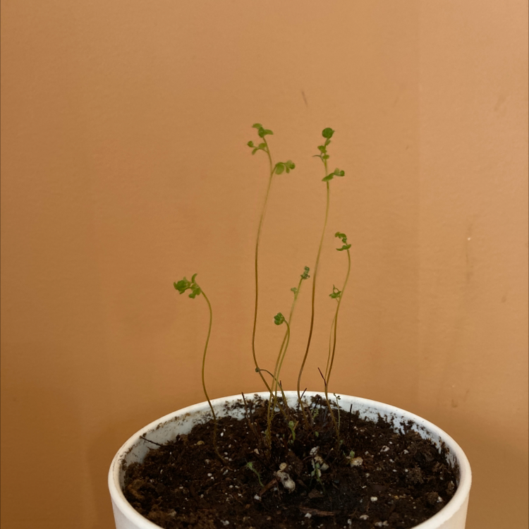 Rough Maidenhair Fern in a white pot with visible soil and long, thin stems.