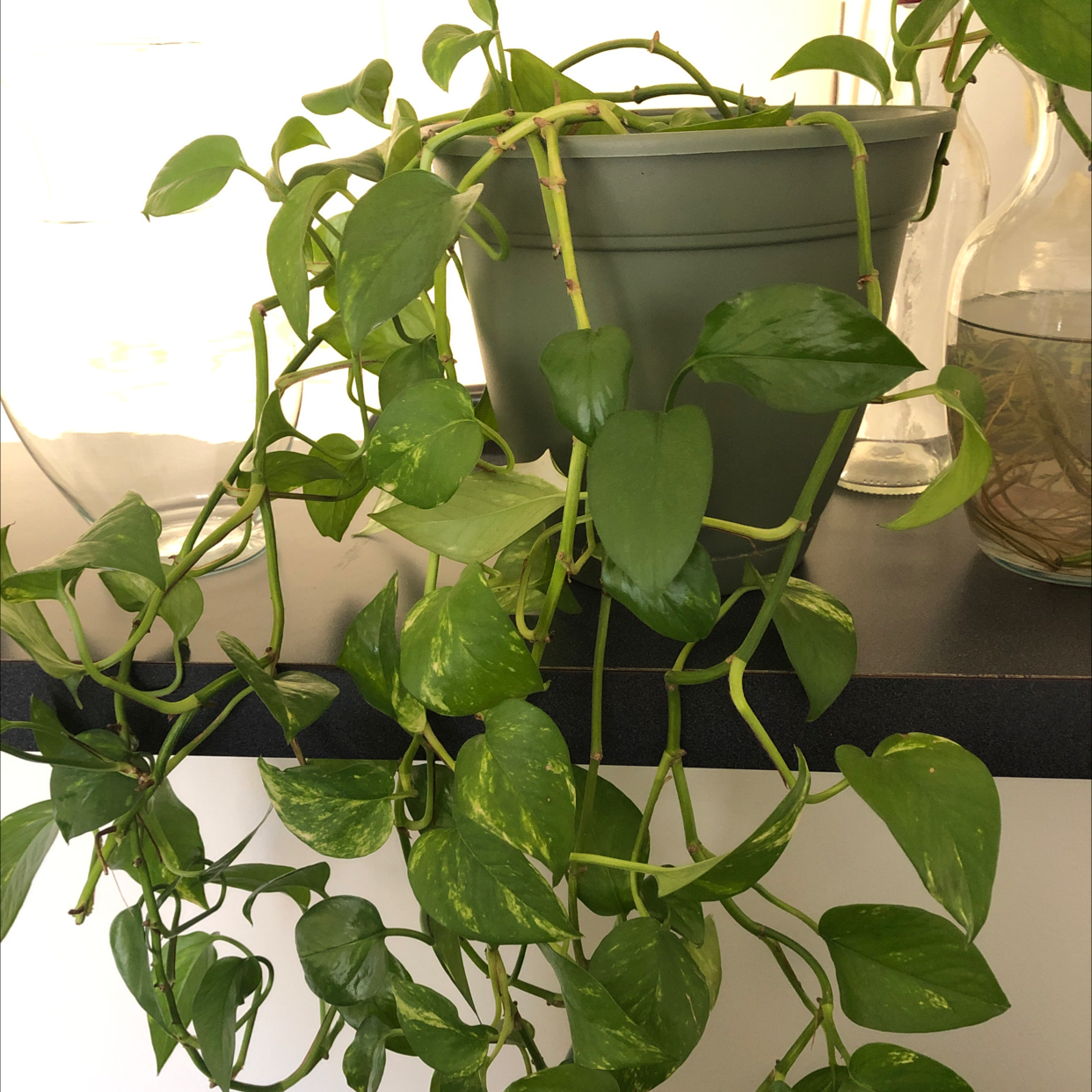 Ivy Arum plant photo by @ActiveBokchoi named Philly on Greg, the plant care app.