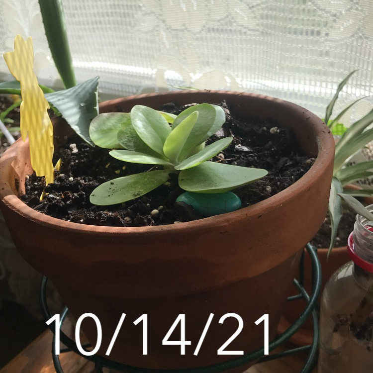 Paddle Plant plant photo by @Sunnyand21 named Eva on Greg, the plant care app.