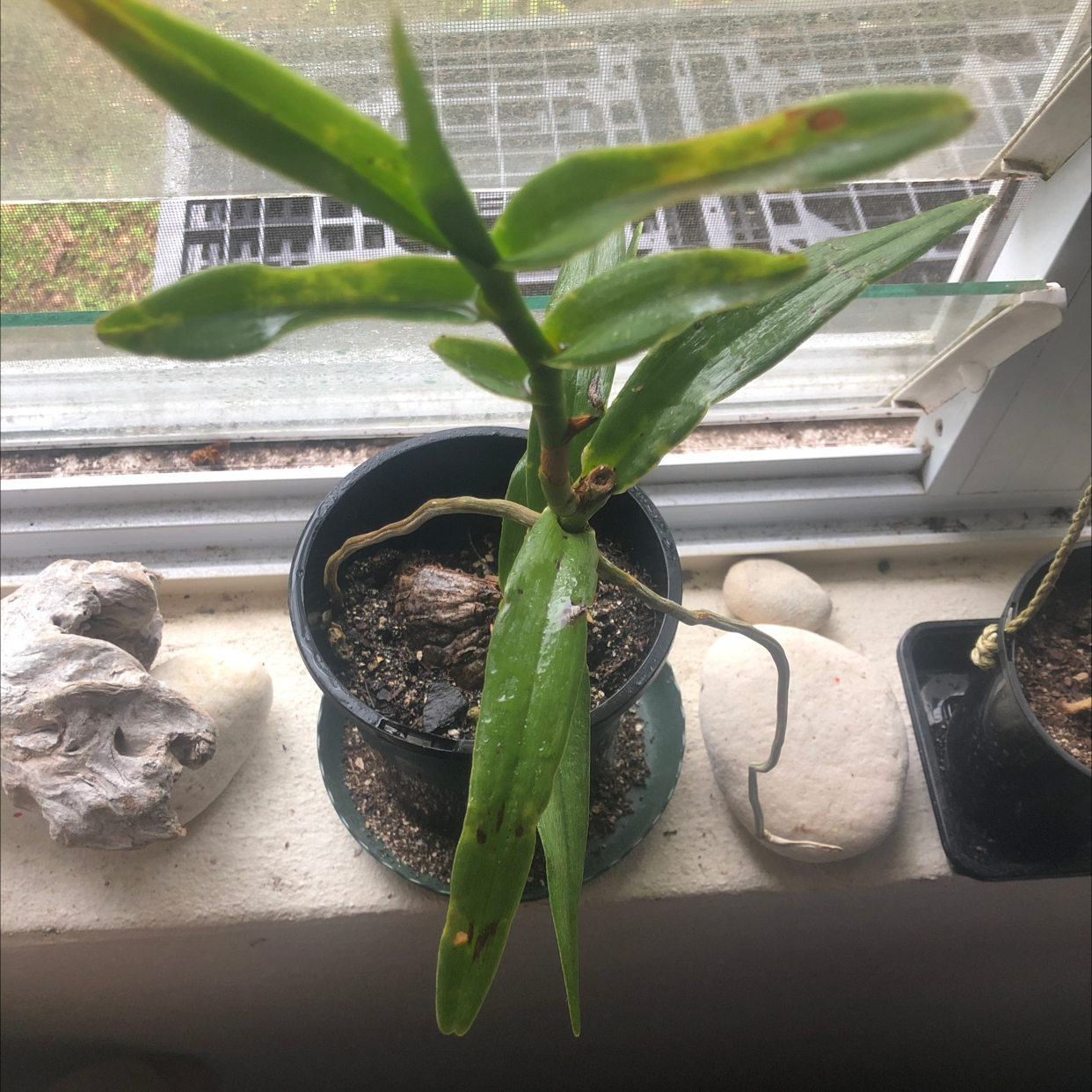 Potted Fire Star Orchid on a windowsill with visible soil and some leaf discoloration.