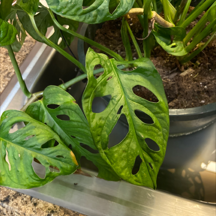 🧀 Why Are the Leaves on My Swiss Cheese Vine Turning Yellow?