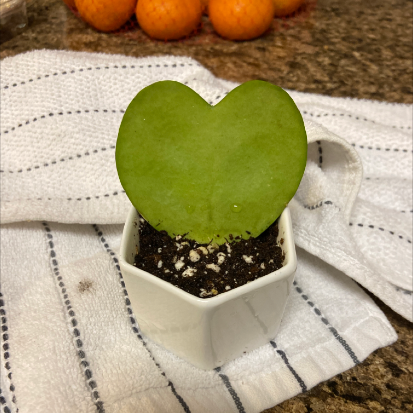 Sweetheart Hoya plant in a white pot with visible soil, set on a white cloth.