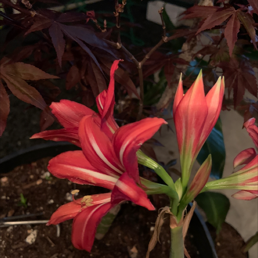 Image of an Orange Daylily with vibrant orange flowers and visible soil.