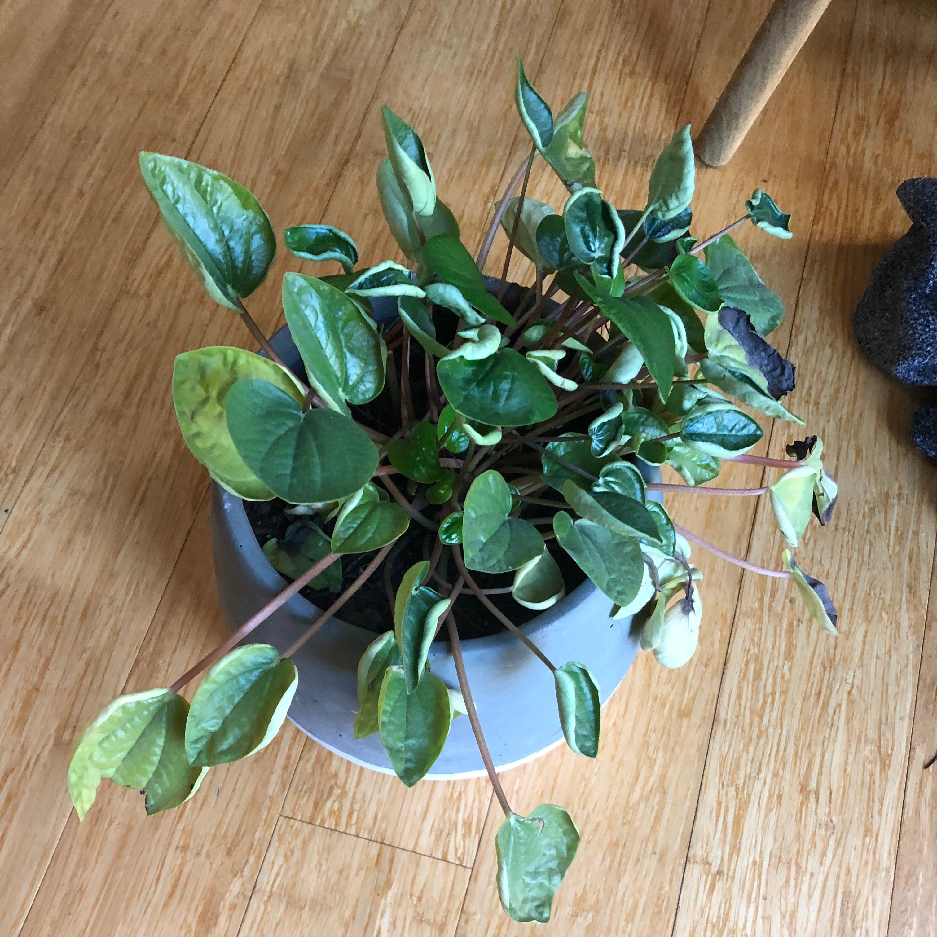 Photo of the plant species Peperomia piccolo banda by @CQuinn named Dina on Greg, the plant care app