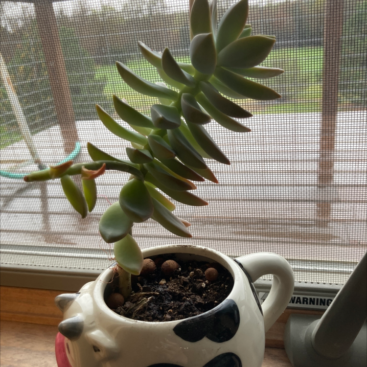 A healthy succulent plant in a cow-themed pot with visible soil.