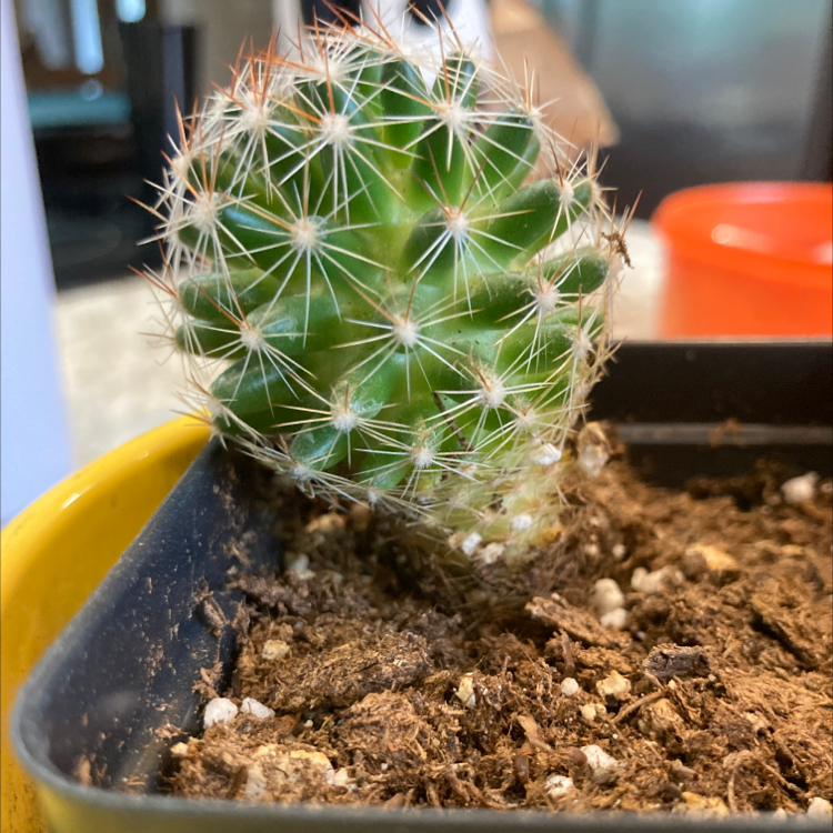 A healthy Pineapple Cactus in a pot with visible soil.