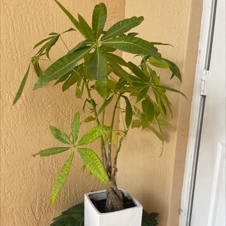 Money Tree plant in Miami, Florida