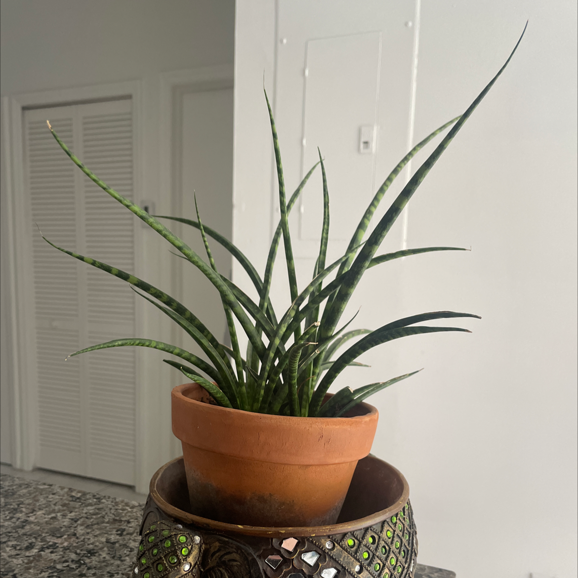 Cylindrical Snake Plant plant photo by @PeppySuncup named Jack frost on Greg, the plant care app.