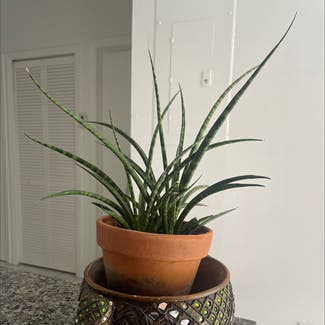 Cylindrical Snake Plant plant in Miami, Florida