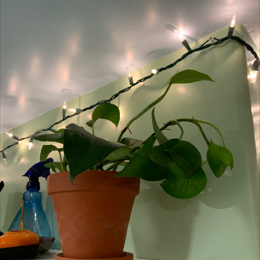Taro Vine plant photo by @MaxwellCrane named Morgan Treeman on Greg, the plant care app.