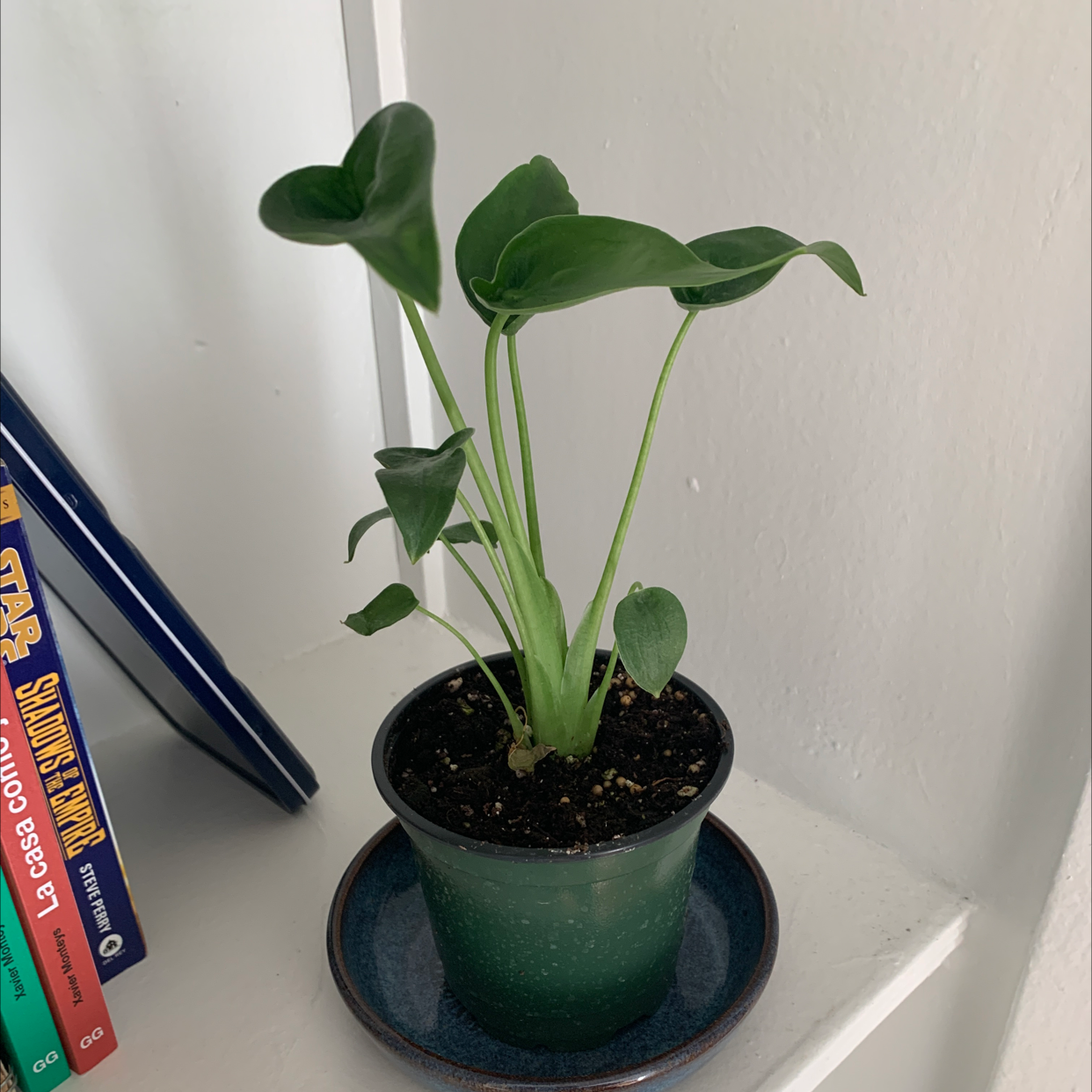 Potted Tiny Dancer plant with healthy green leaves on a blue saucer.