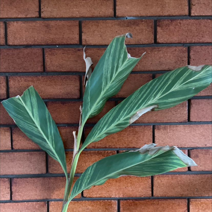 Variegated Shell Ginger plant with some browning at the leaf tips against a brick wall.