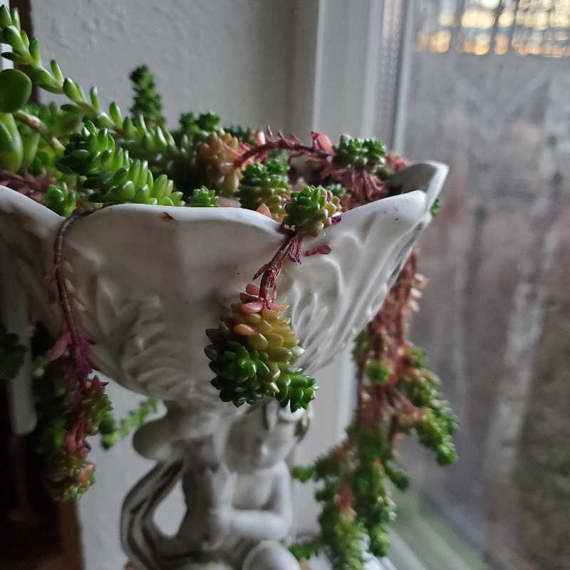 Cremnosedum 'Little Gem' uploaded to the Greg plant app by @sidewalkpirate