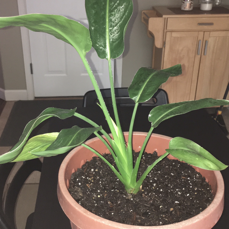 Bird of Paradise plant photo by @pinkluva named Your plant on Greg, the plant care app.