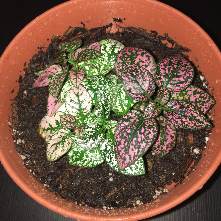 Polka Dot Plant plant photo by @pinkluva named Your plant on Greg, the plant care app.