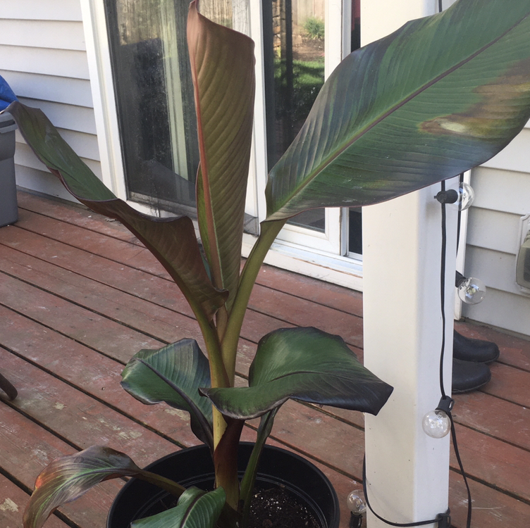 Banana plant photo by @pinkluva named Your plant on Greg, the plant care app.