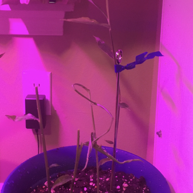 Photo of the plant species Ginger Root by @pinkluva named Ginger on Greg, the plant care app